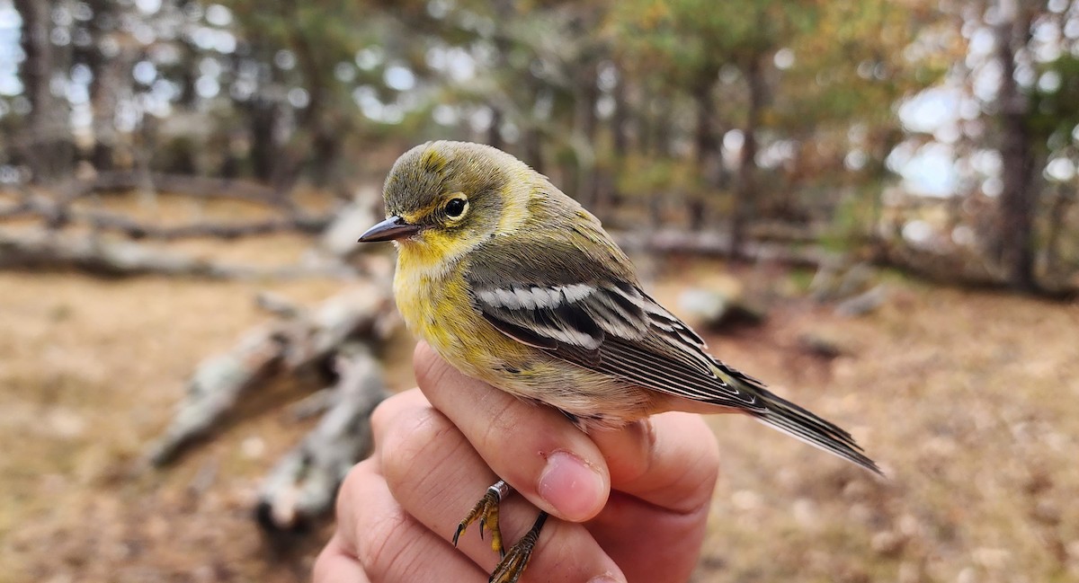 Pine Warbler - ML638746381