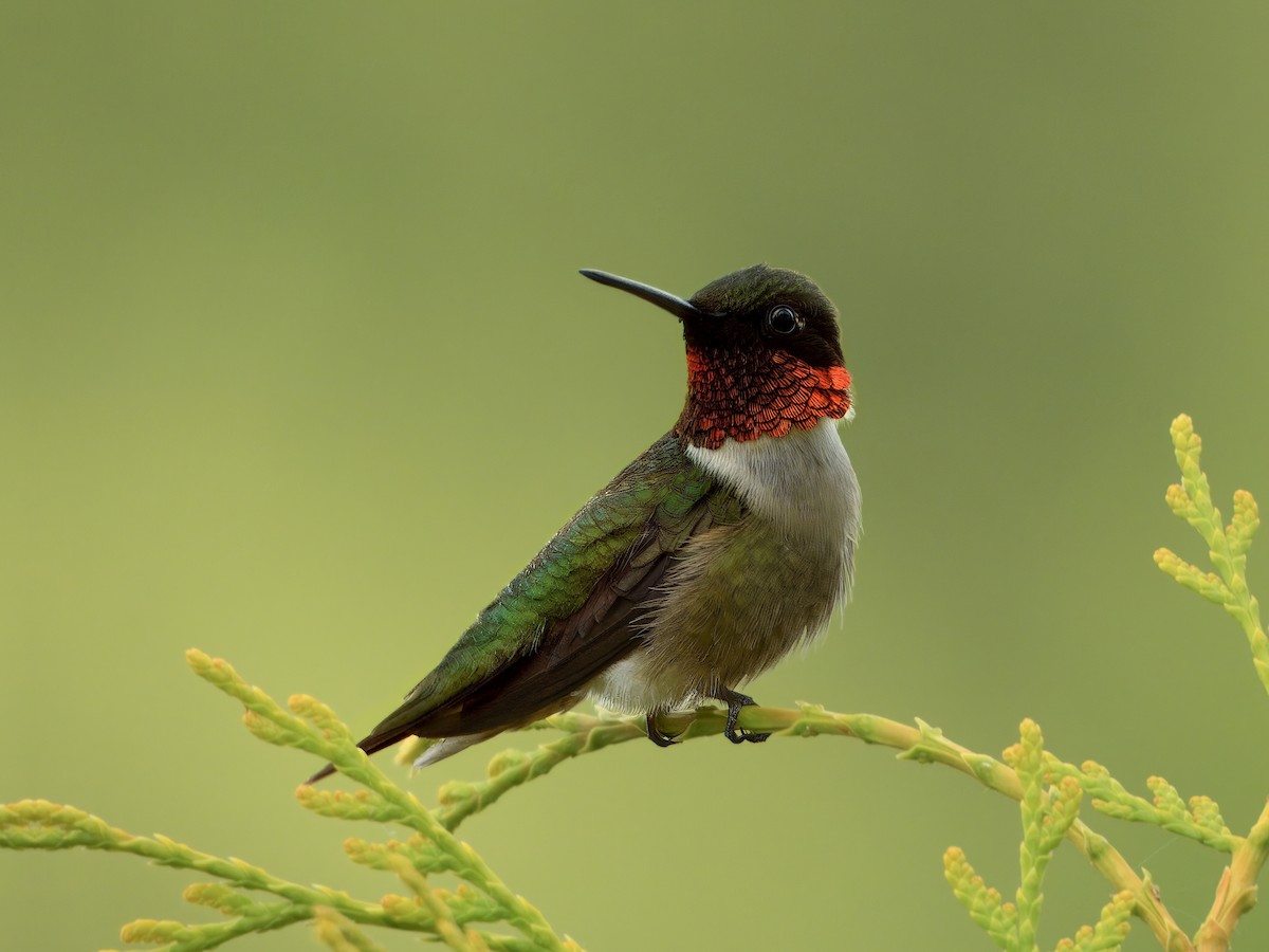 Ruby-throated Hummingbird - ML638746383