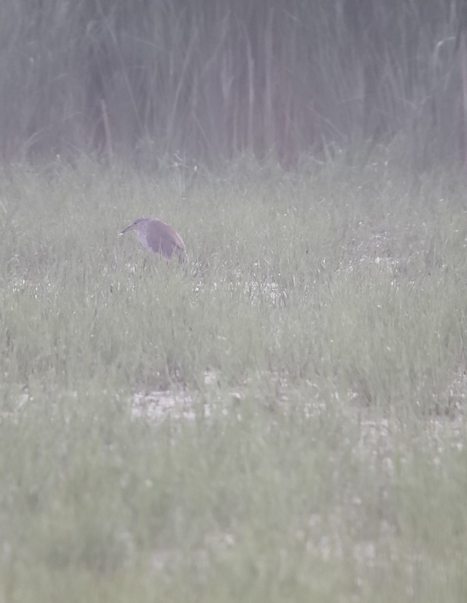 夜鷺 - ML638746385