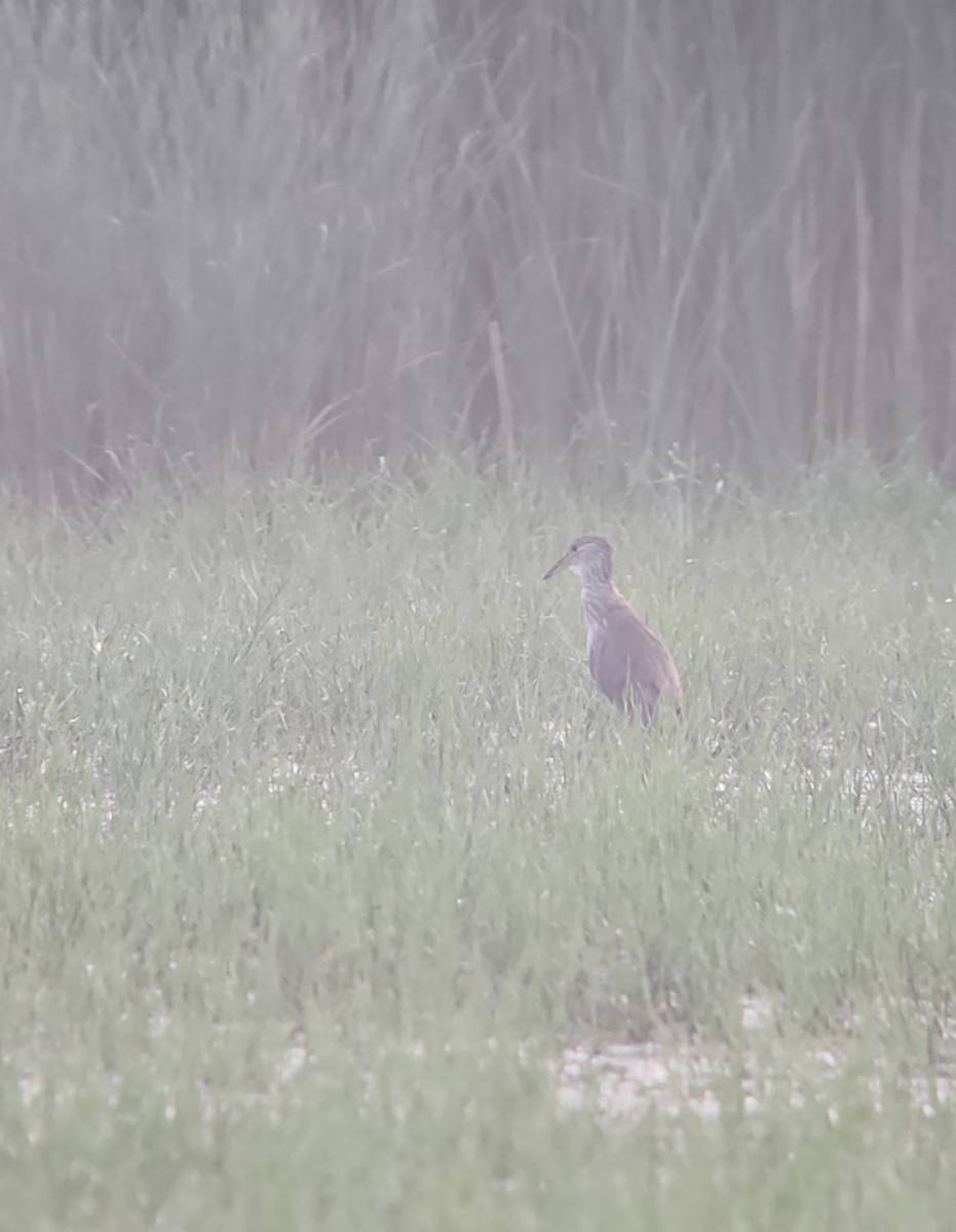 夜鷺 - ML638746387