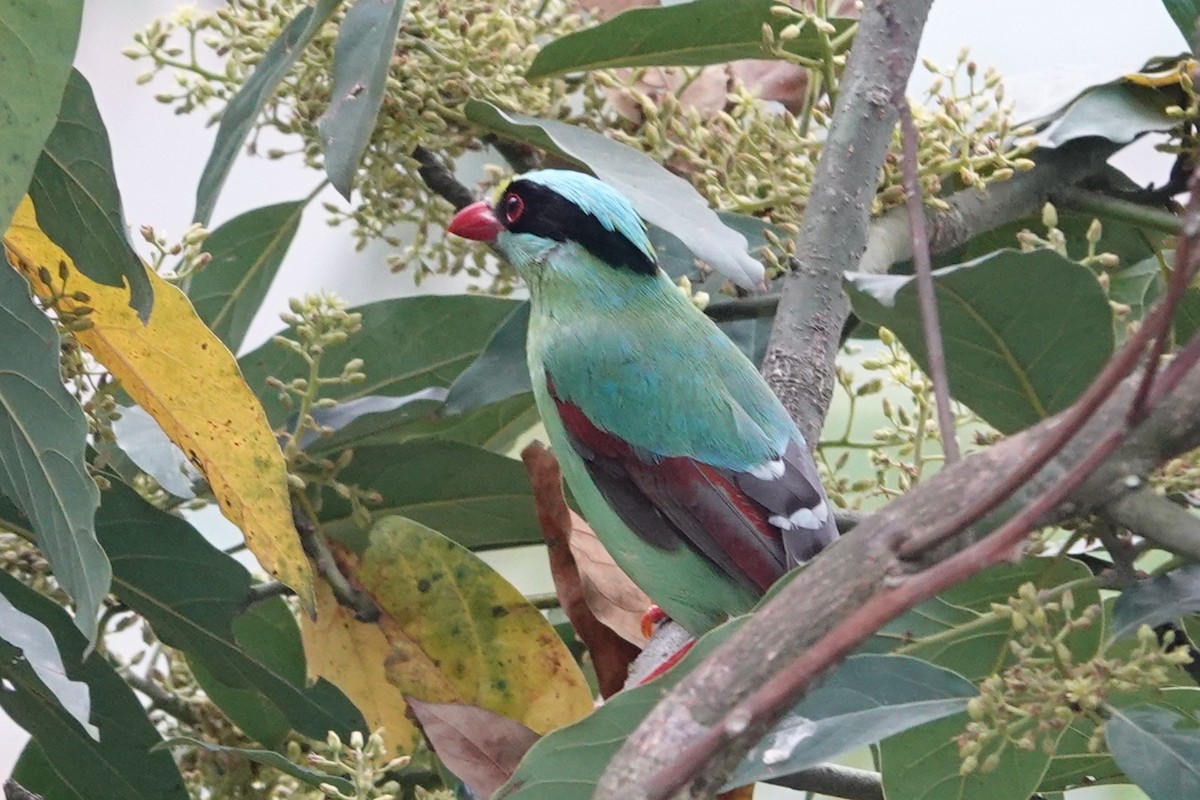 Common Green-Magpie - ML638746393