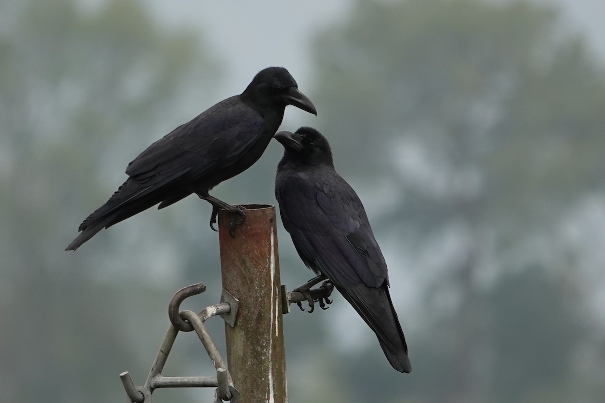 Large-billed Crow - ML638746398