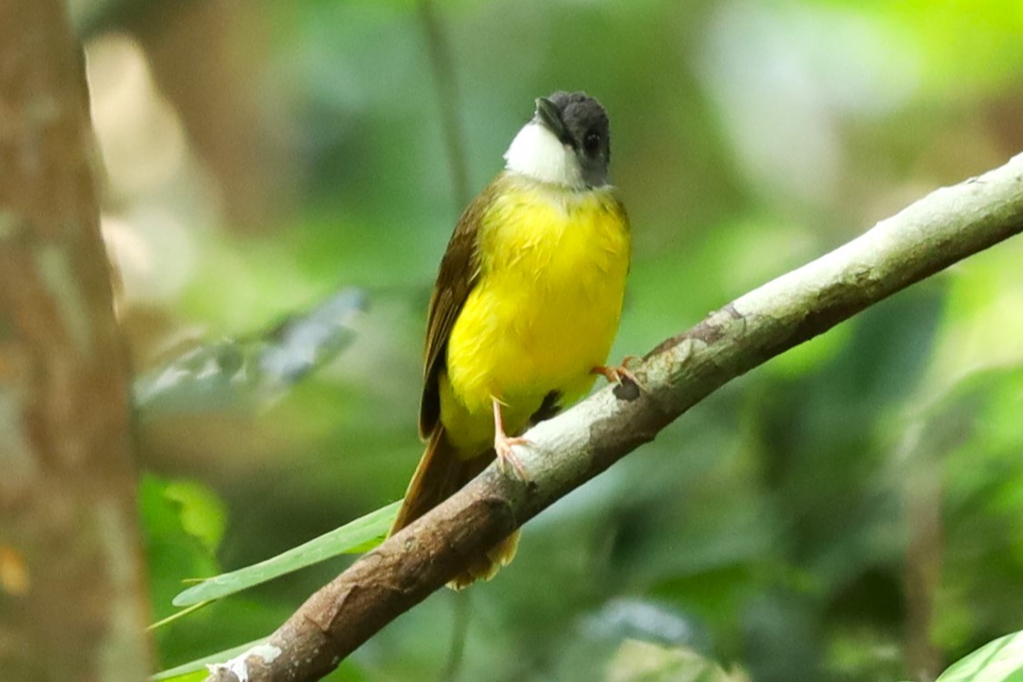 Yellow-bellied Bulbul - ML638746512