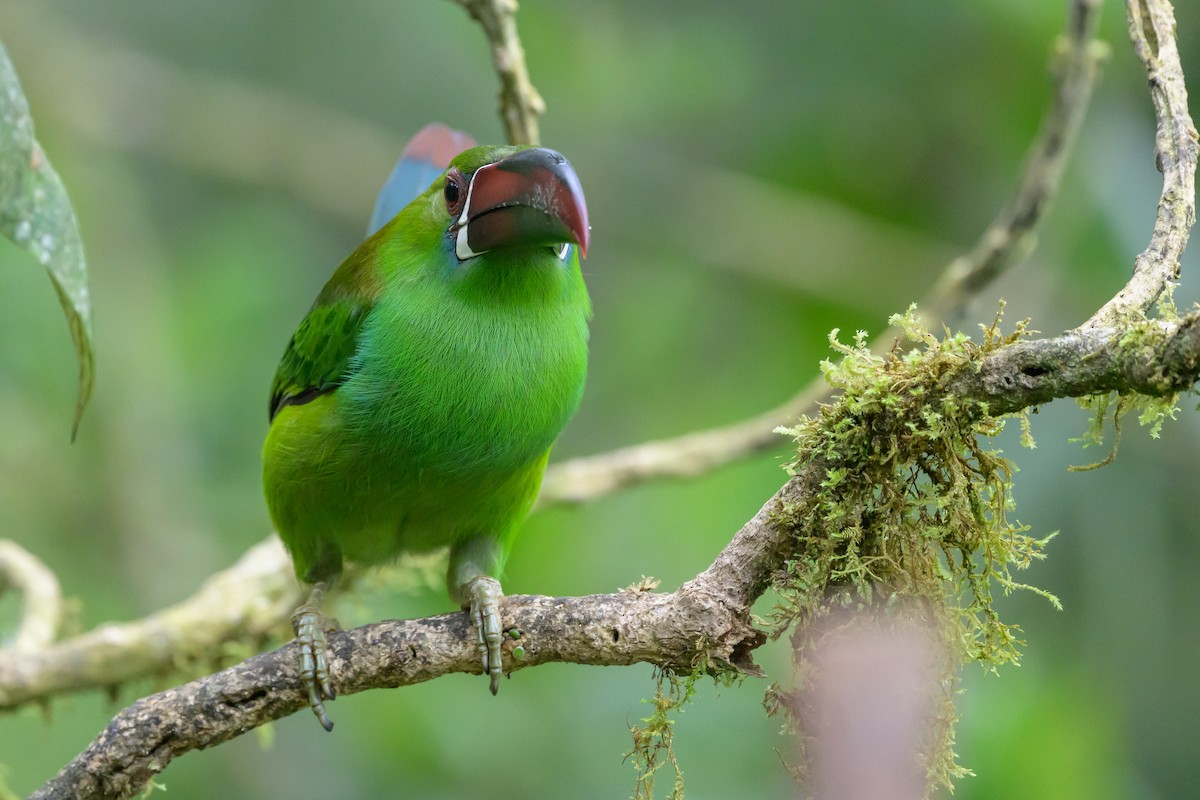 Crimson-rumped Toucanet - ML638746525