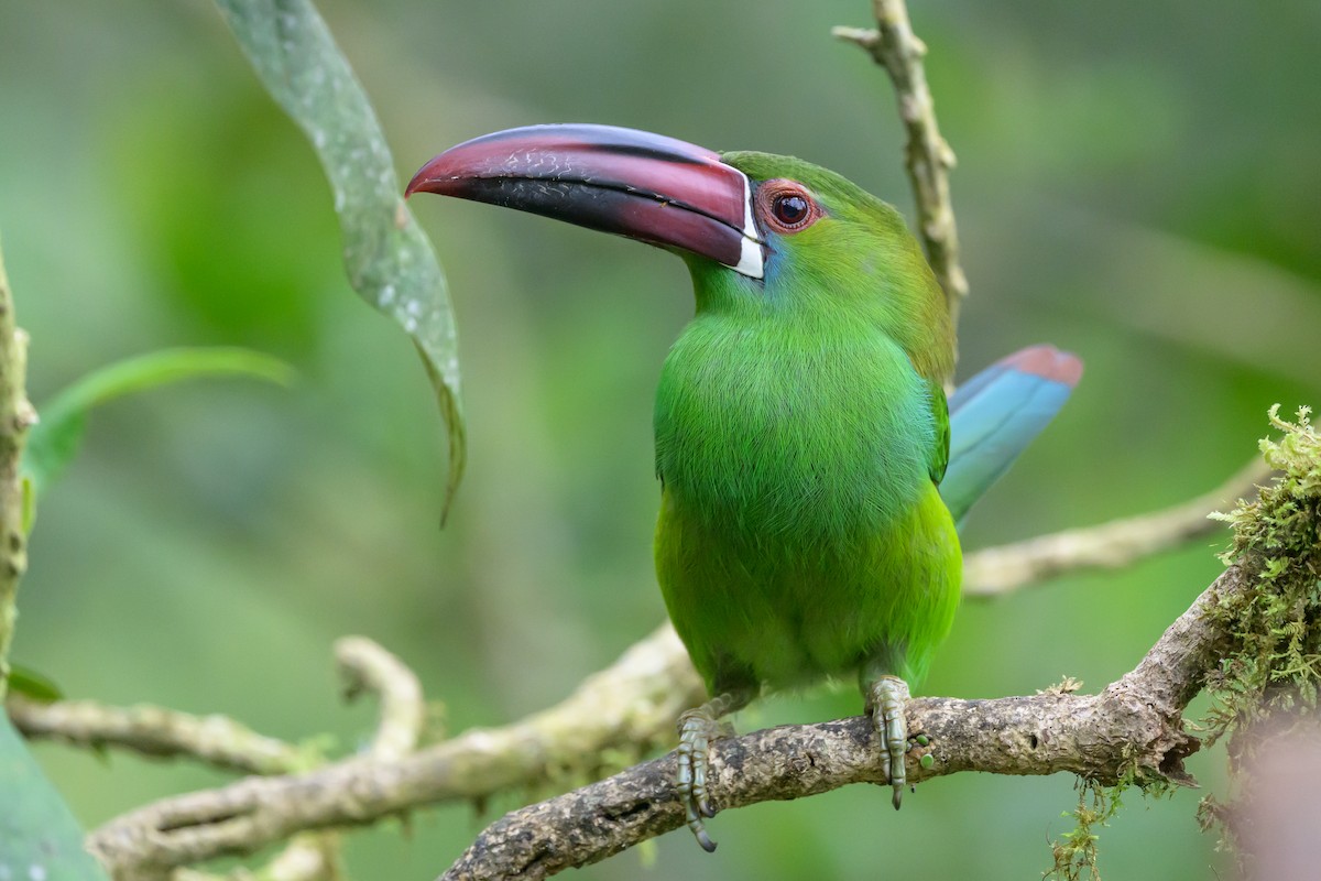 Crimson-rumped Toucanet - ML638746526