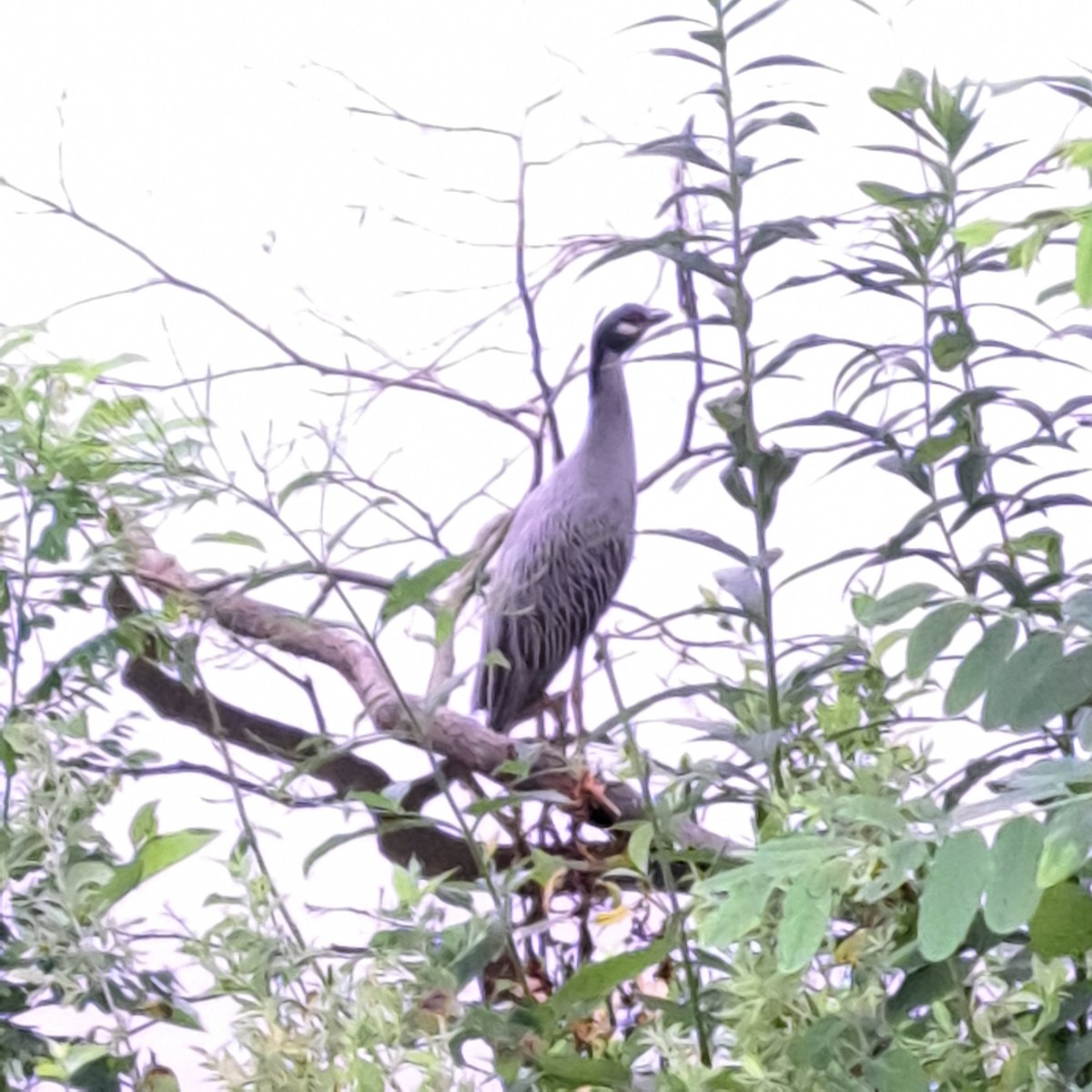 Yellow-crowned Night Heron - ML638746550