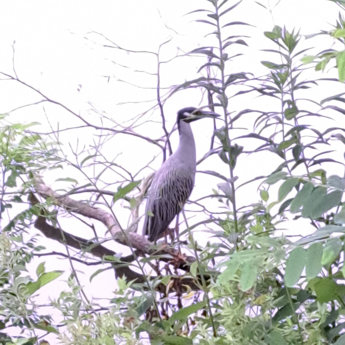 Yellow-crowned Night Heron - ML638746556