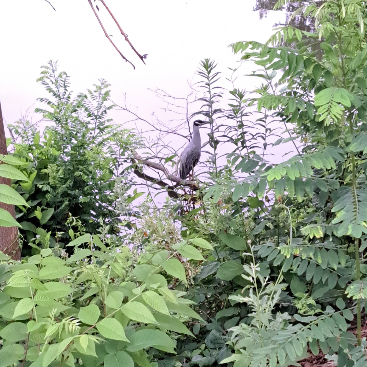Yellow-crowned Night Heron - ML638746559