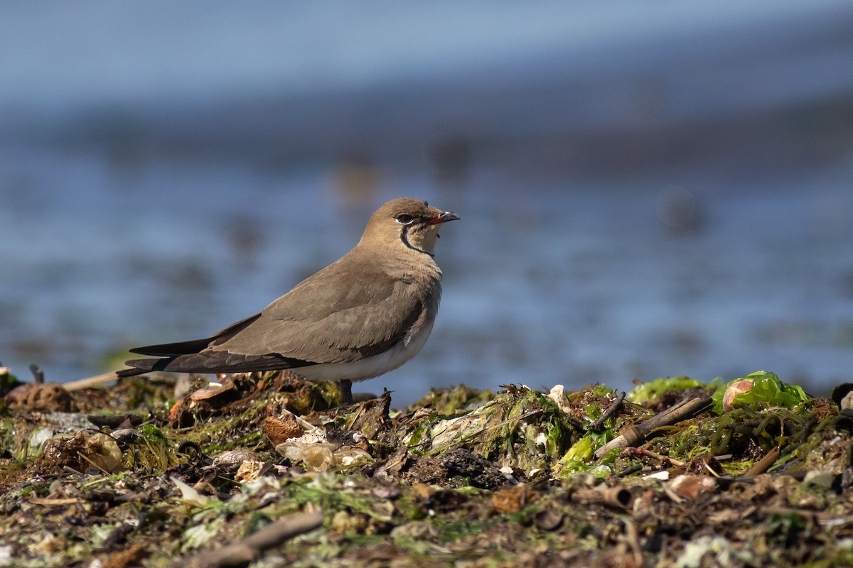 Collared Pratincole - ML638746565