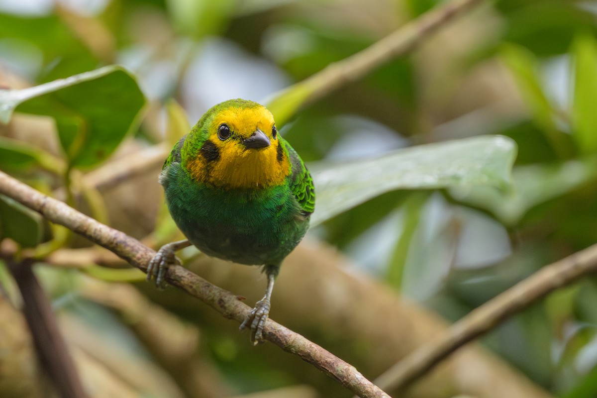 Multicolored Tanager - ML638746575