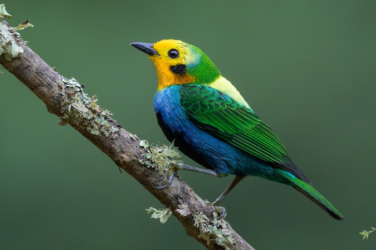 Multicolored Tanager - ML638746587