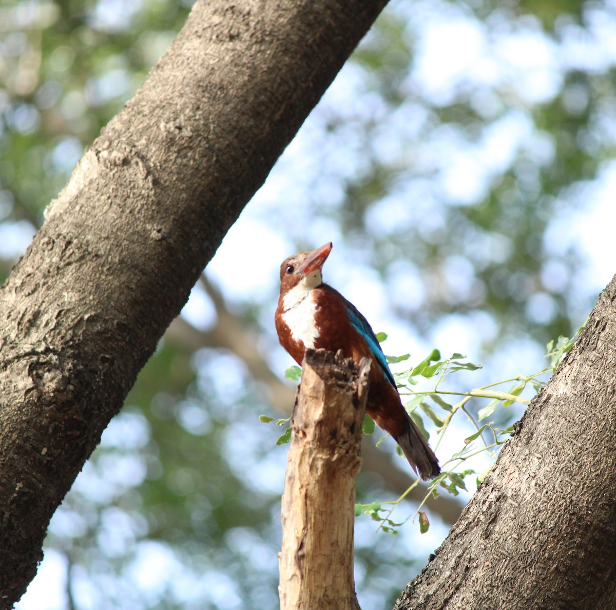 White-throated Kingfisher - ML638746588