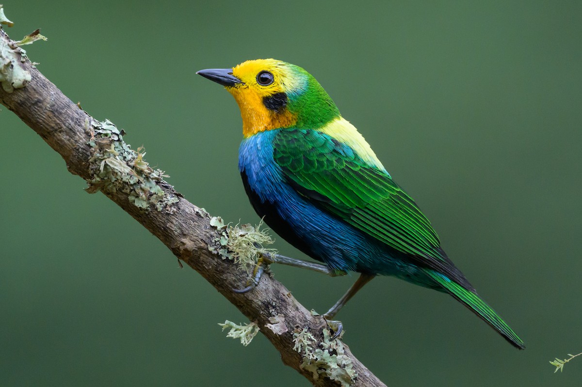 Multicolored Tanager - ML638746594