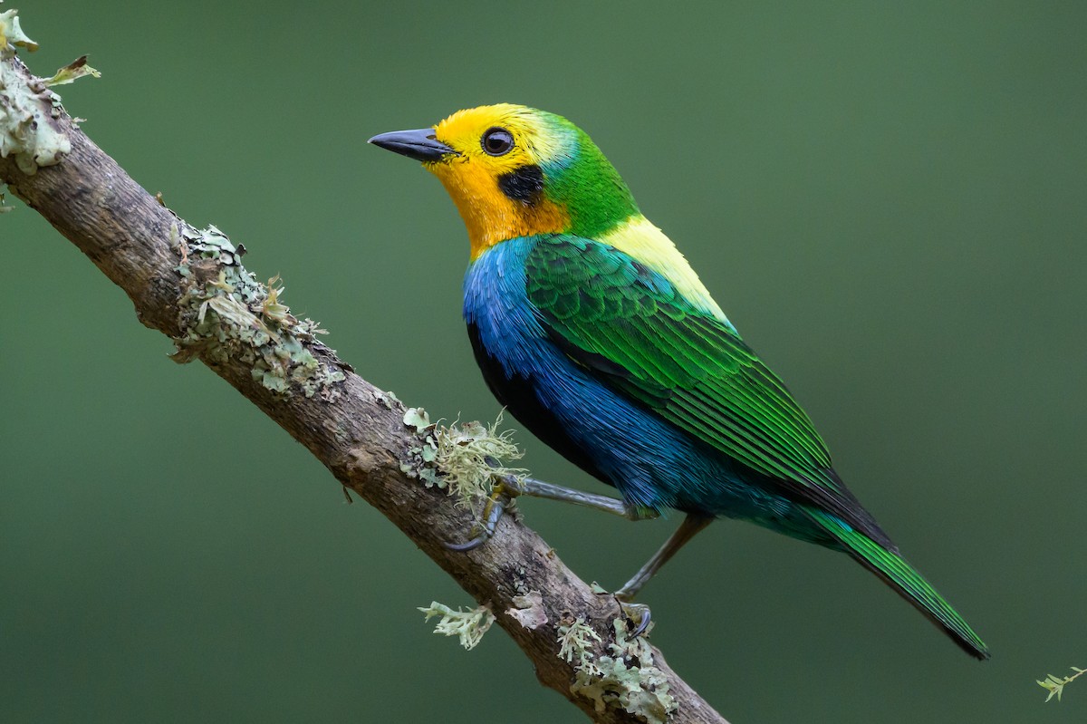 Multicolored Tanager - ML638746595