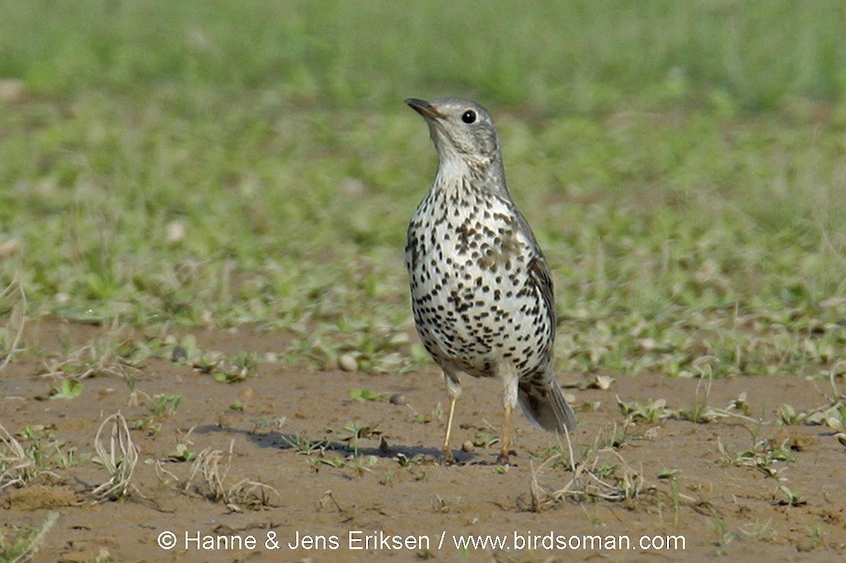 Mistle Thrush - ML63874661