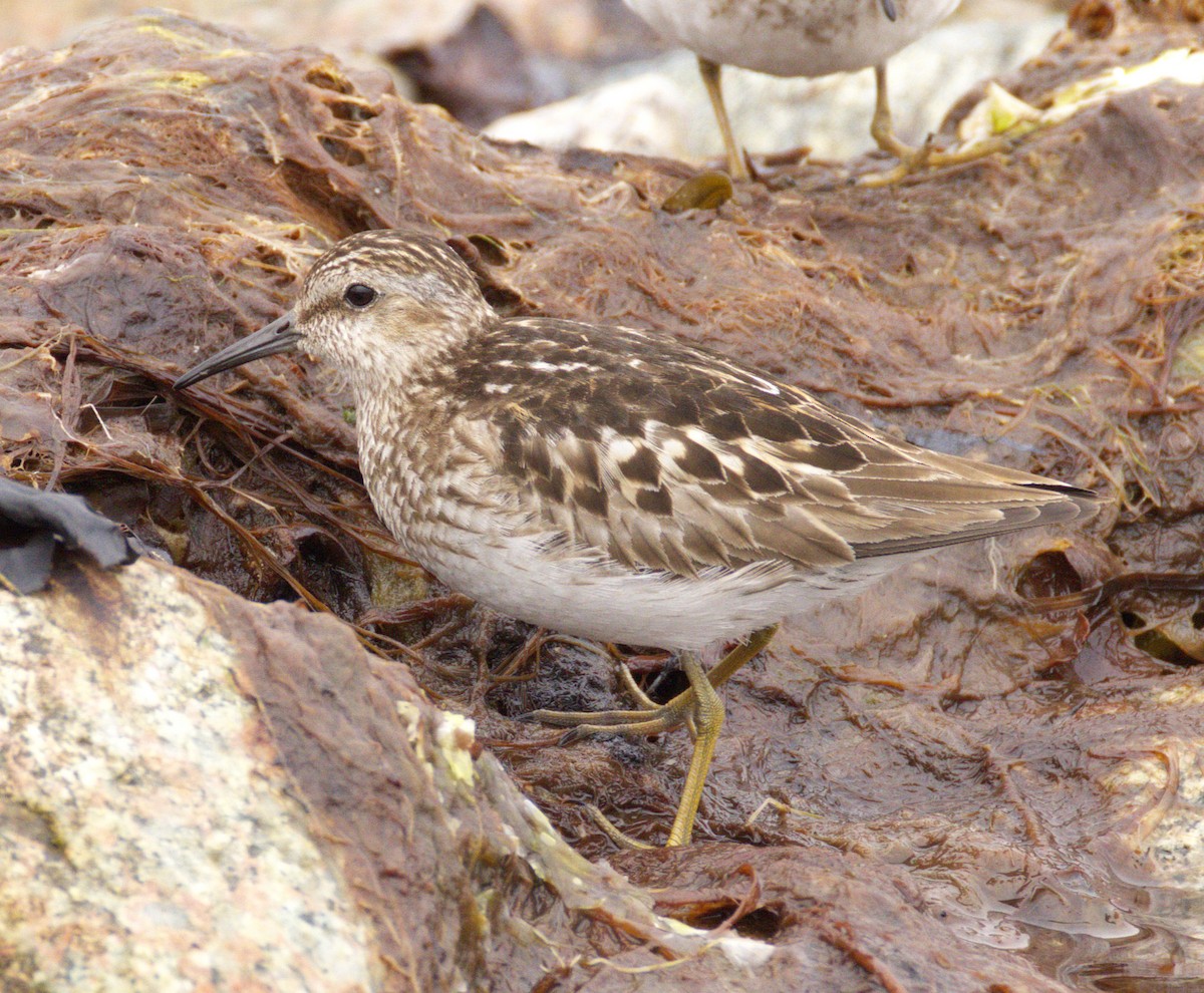 Least Sandpiper - ML638746633