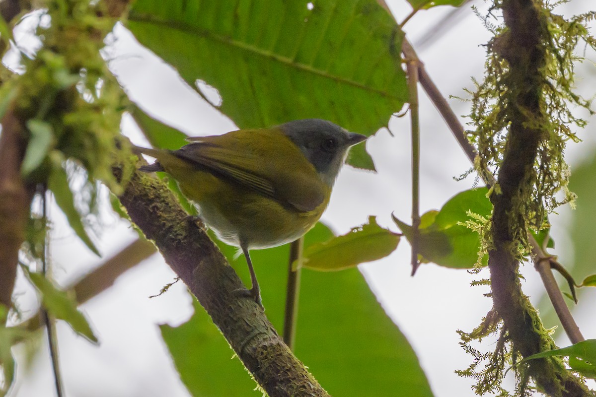 Ashy-throated Chlorospingus - ML638746636