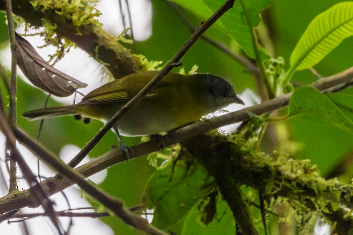 Ashy-throated Chlorospingus - ML638746637