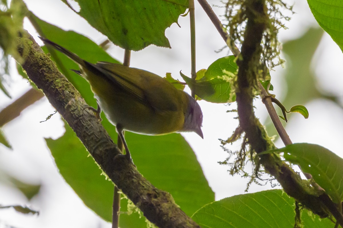 Ashy-throated Chlorospingus - ML638746638