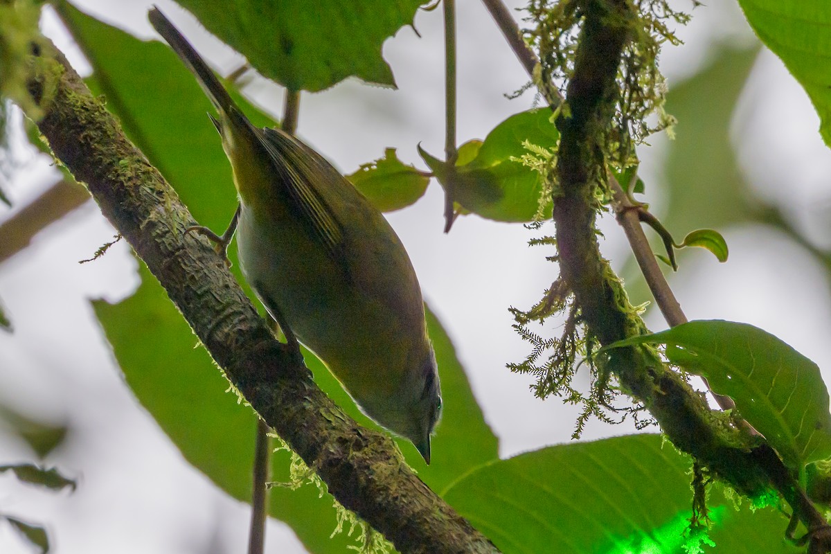 Ashy-throated Chlorospingus - ML638746640