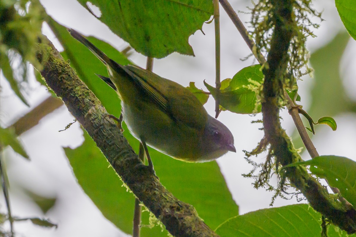 Ashy-throated Chlorospingus - ML638746641