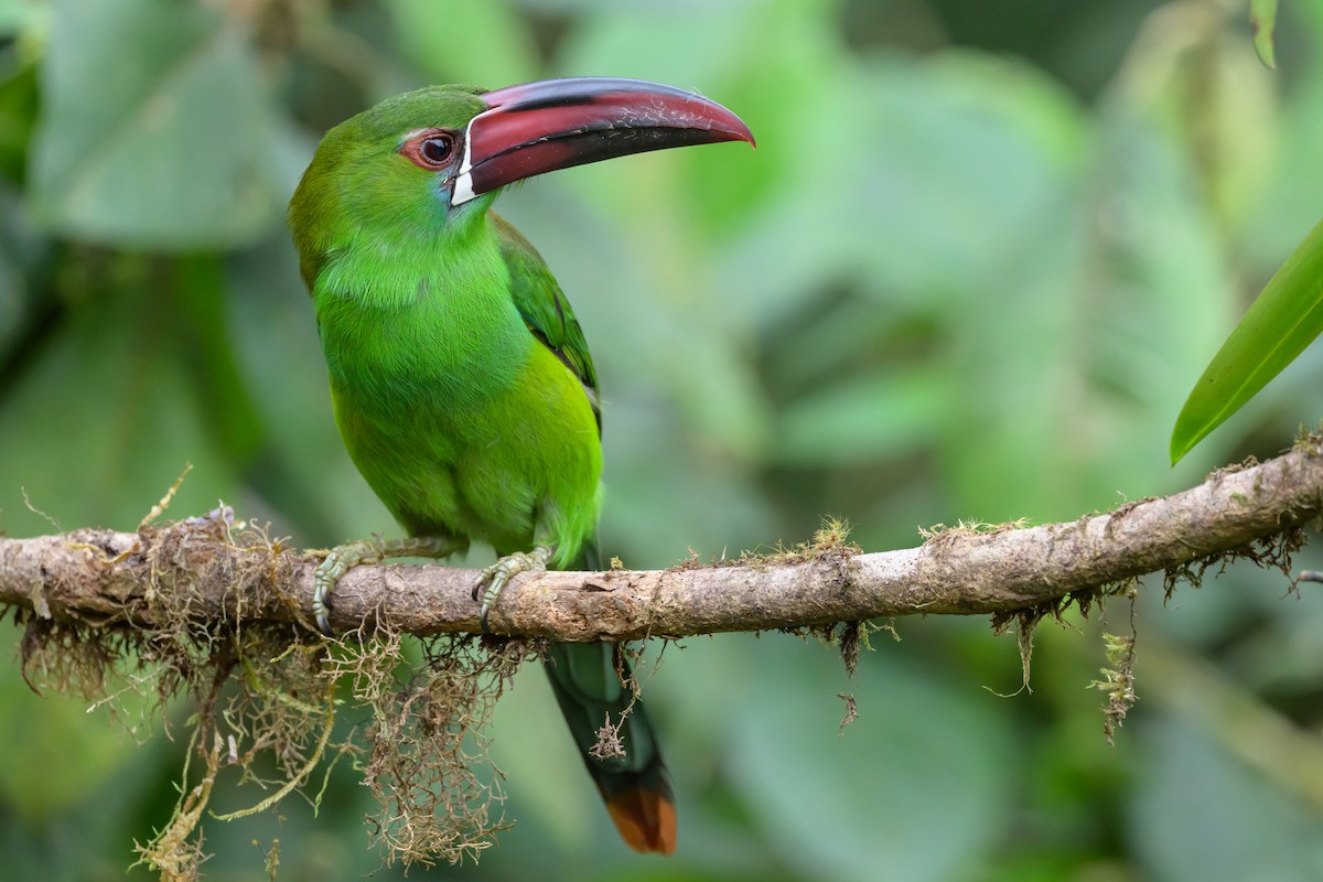 Crimson-rumped Toucanet - ML638746652