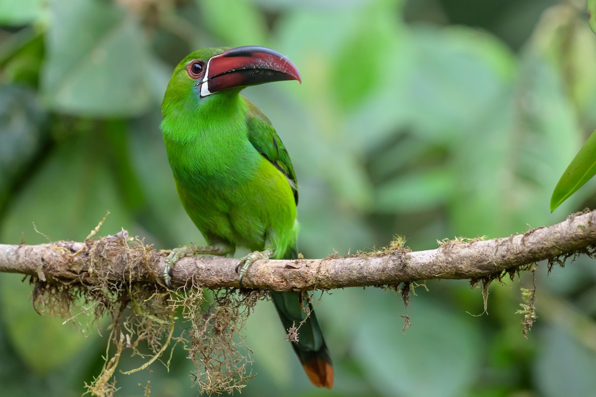 Crimson-rumped Toucanet - ML638746653