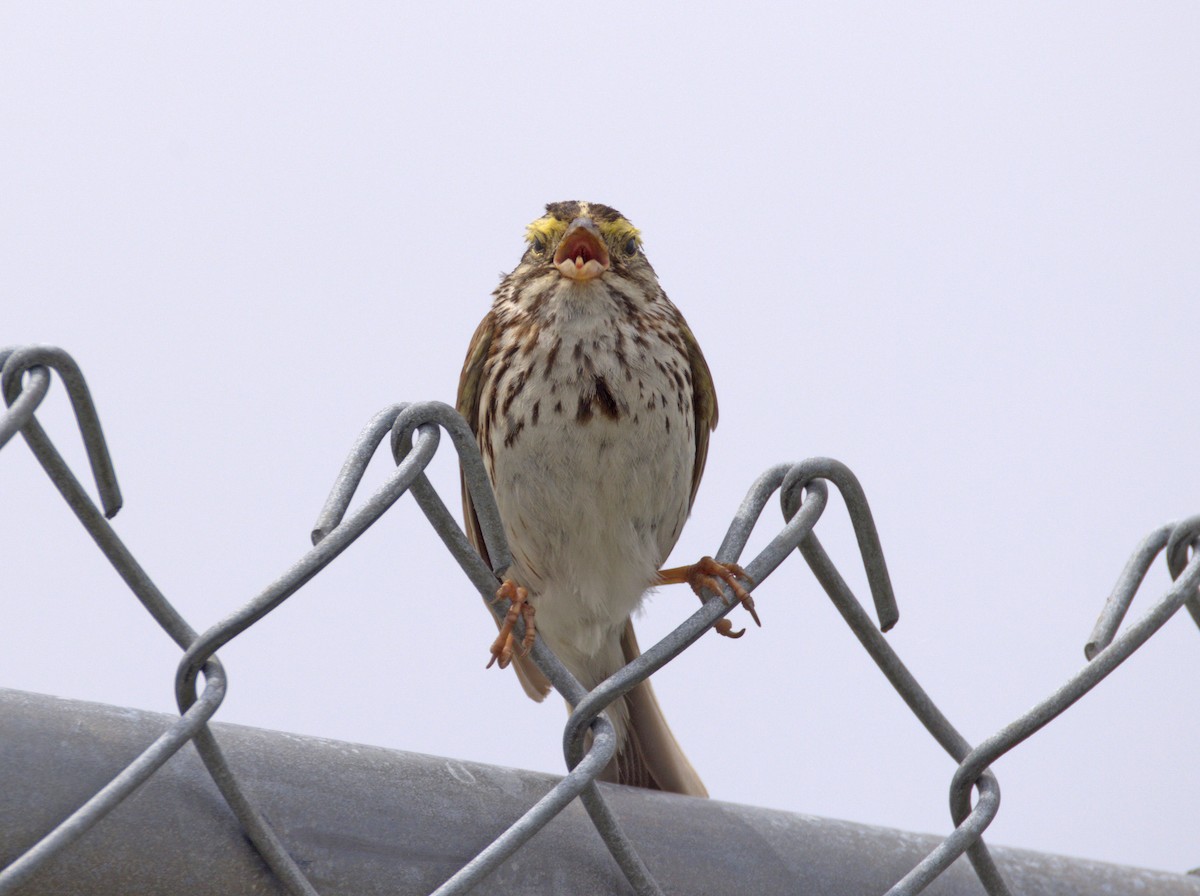 Savannah Sparrow - ML638746655