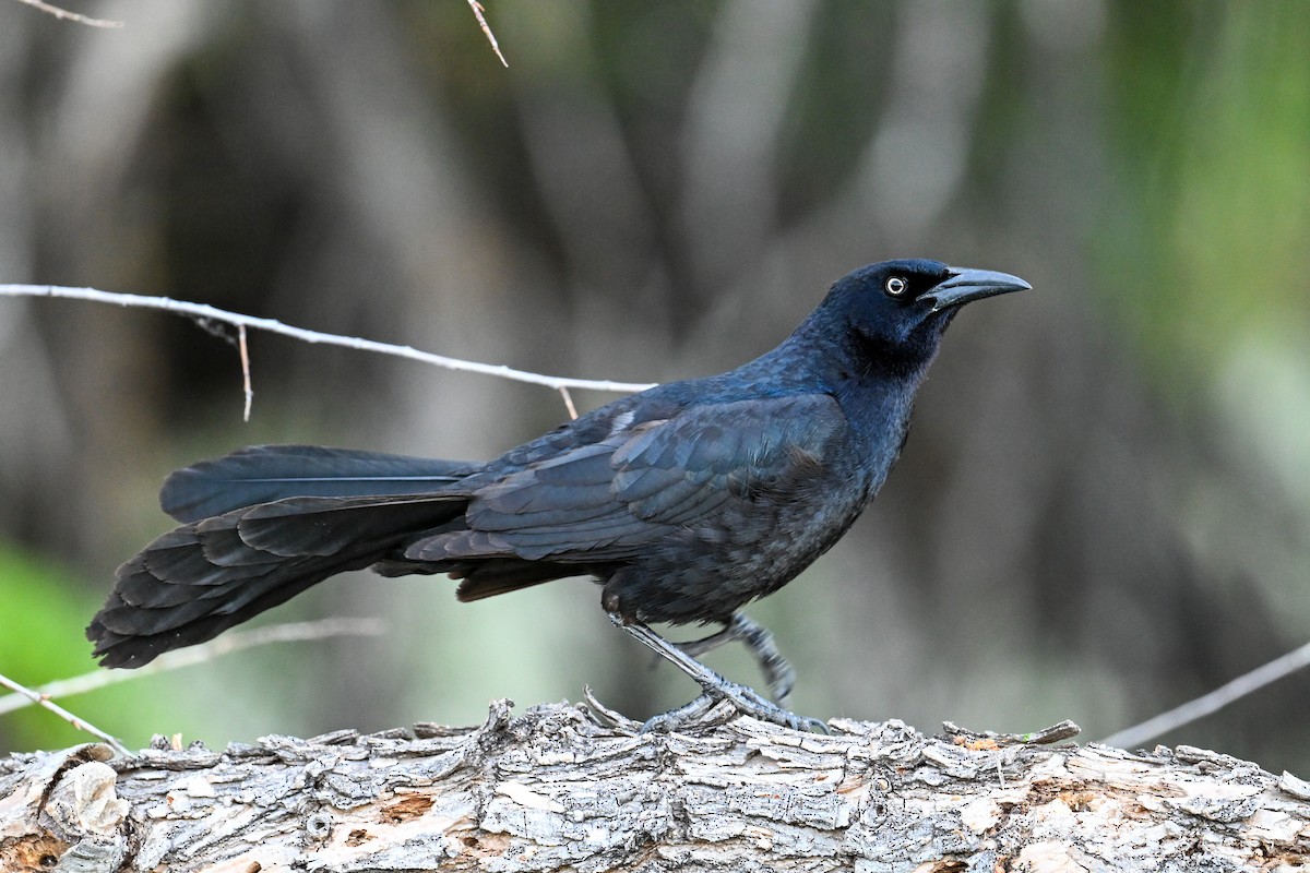 Great-tailed Grackle - ML638746661