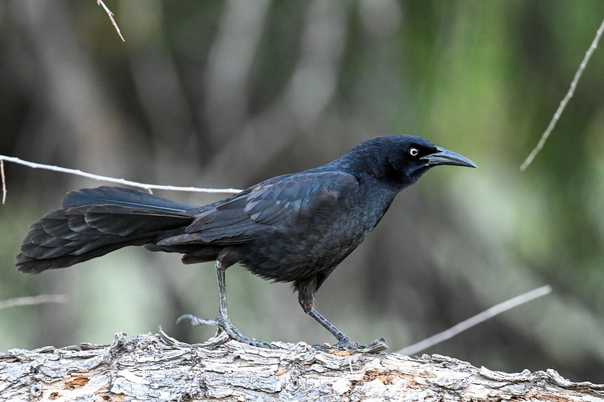 Great-tailed Grackle - ML638746667