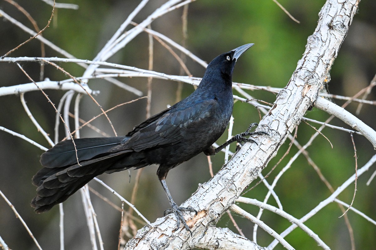 Great-tailed Grackle - ML638746668