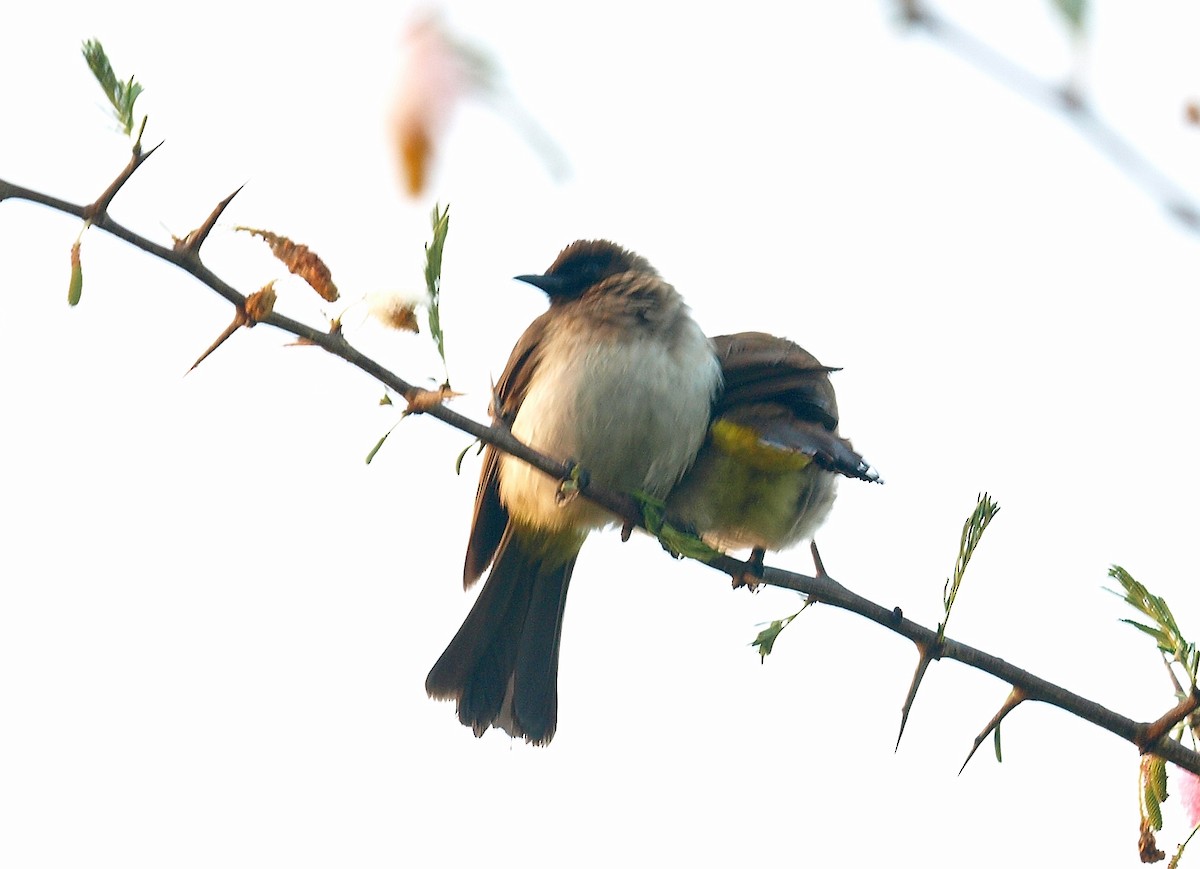 Common Bulbul (Dark-capped) - ML638746669
