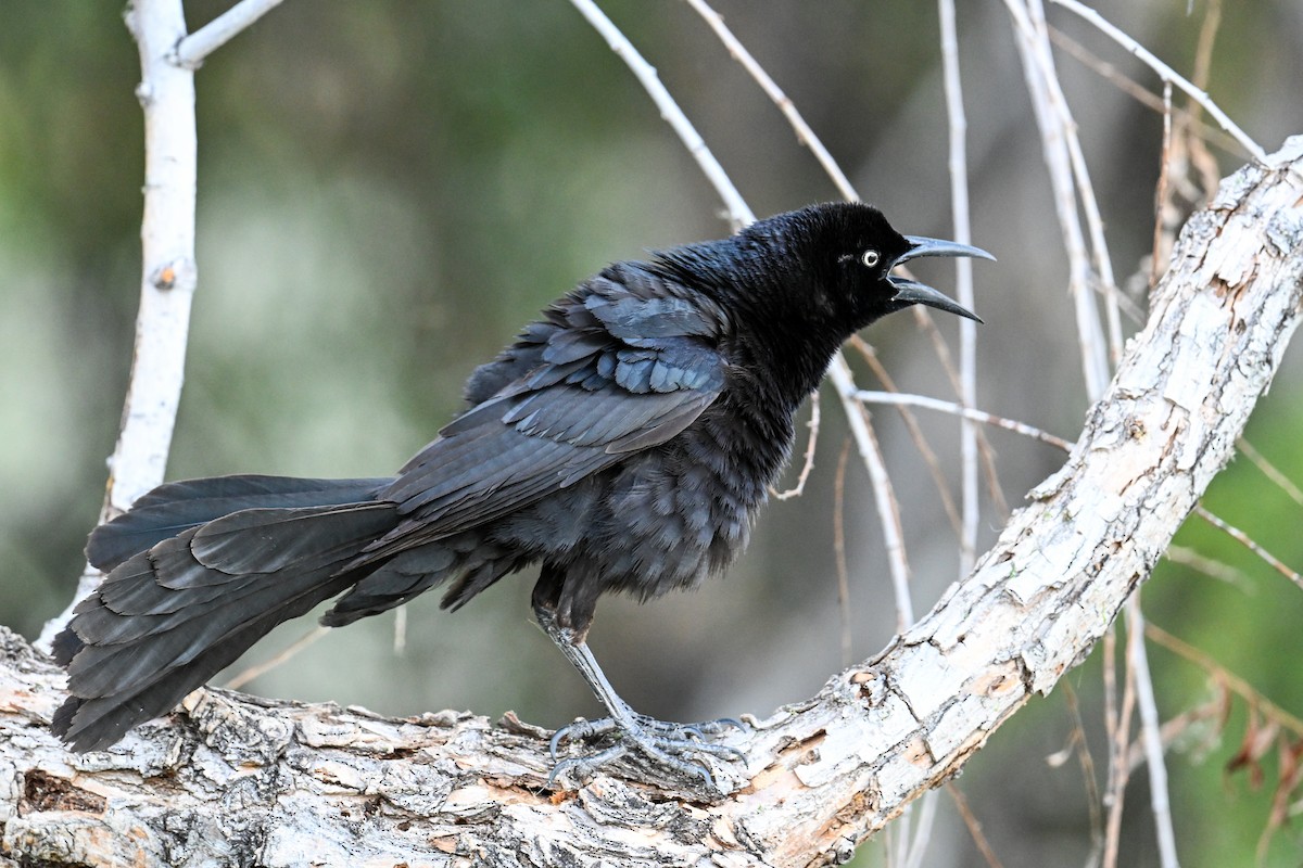 Great-tailed Grackle - ML638746670