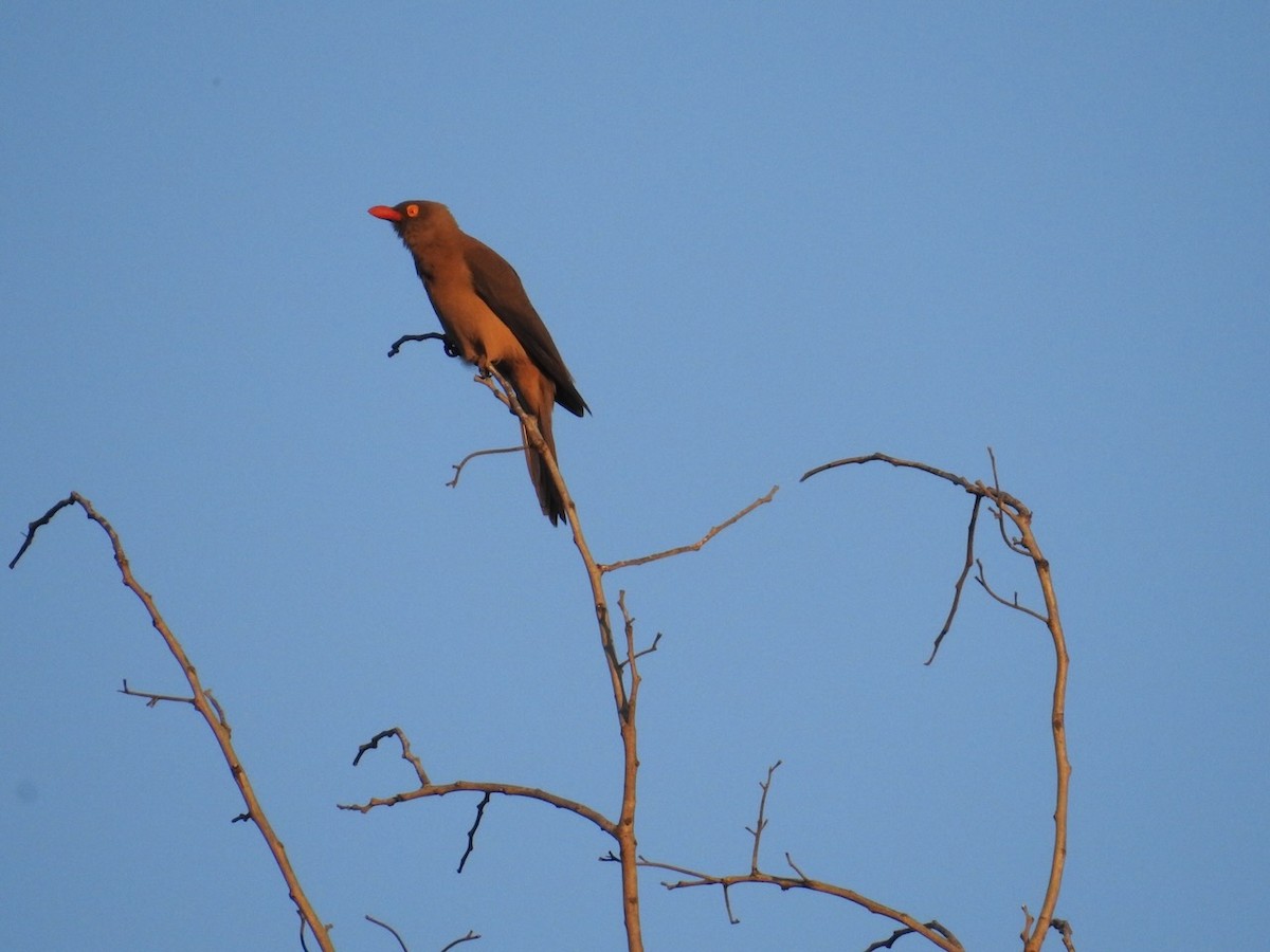 Red-billed Oxpecker - ML638746671