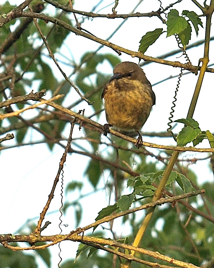 Marico Sunbird - ML638746672