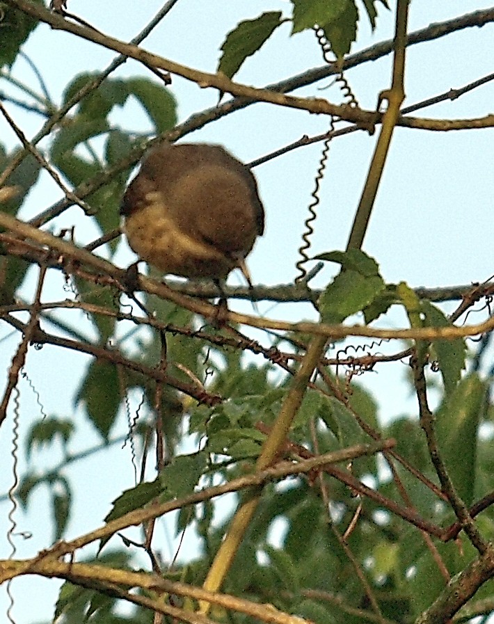 Marico Sunbird - ML638746673