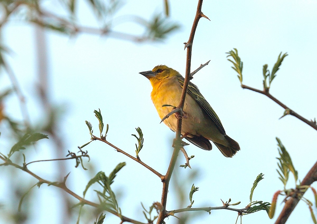 Village Weaver (Black-headed) - ML638746702