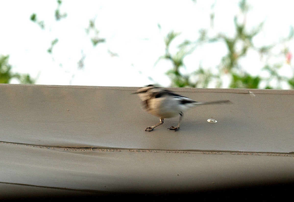 African Pied Wagtail - ML638746743