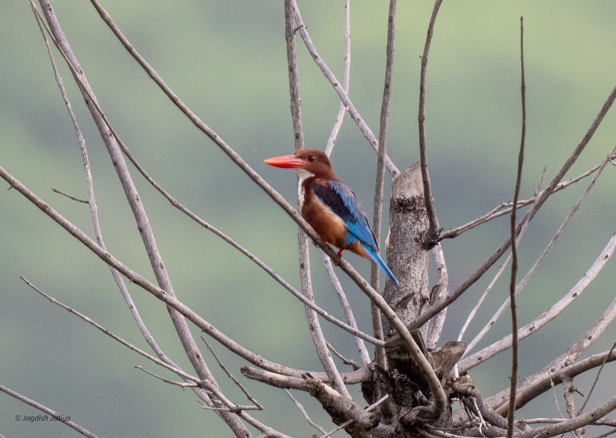 White-throated Kingfisher - ML638746814