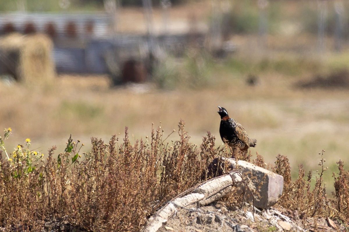 Black Francolin - ML638746864