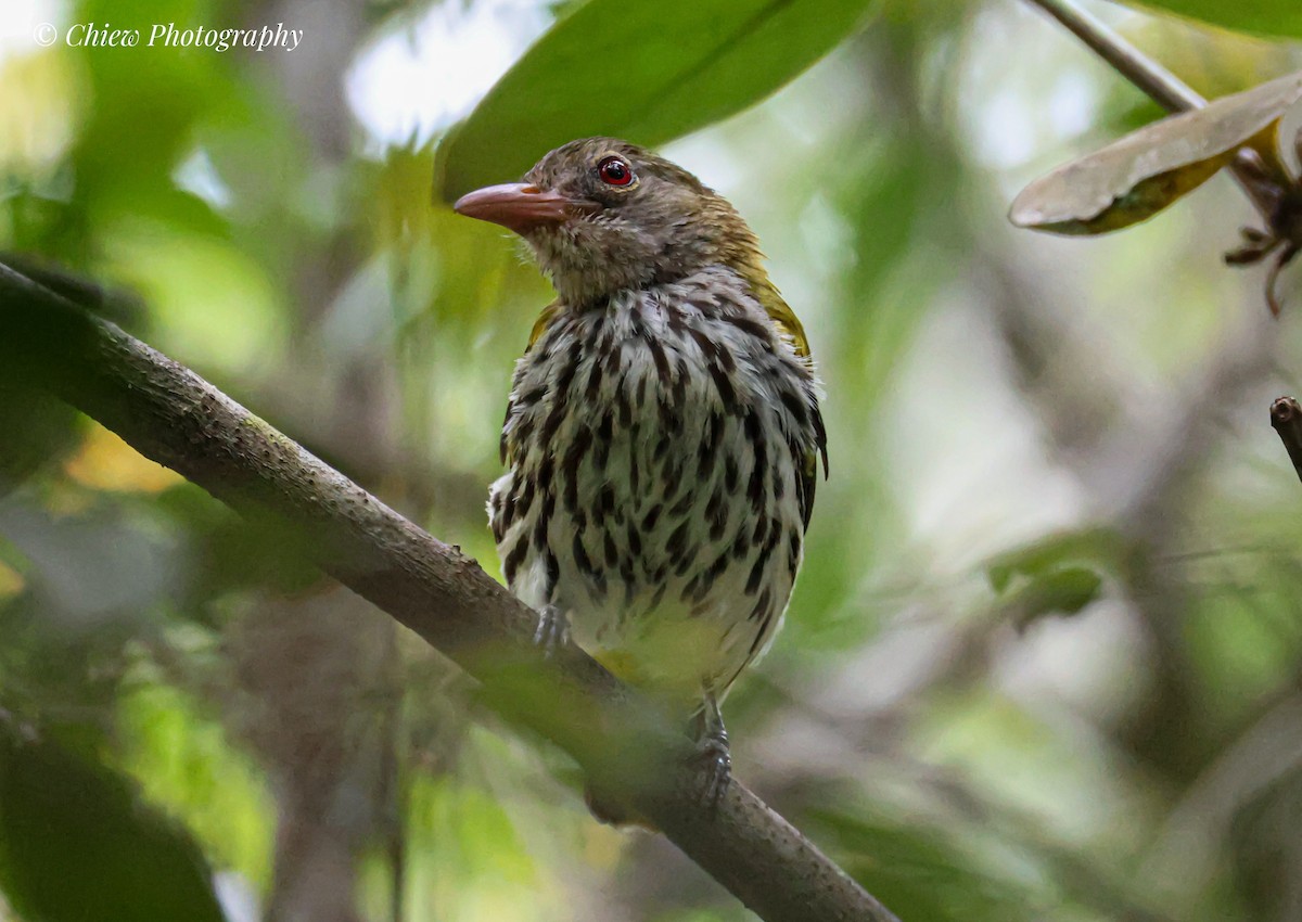 Ventriloquial Oriole - ML638746894