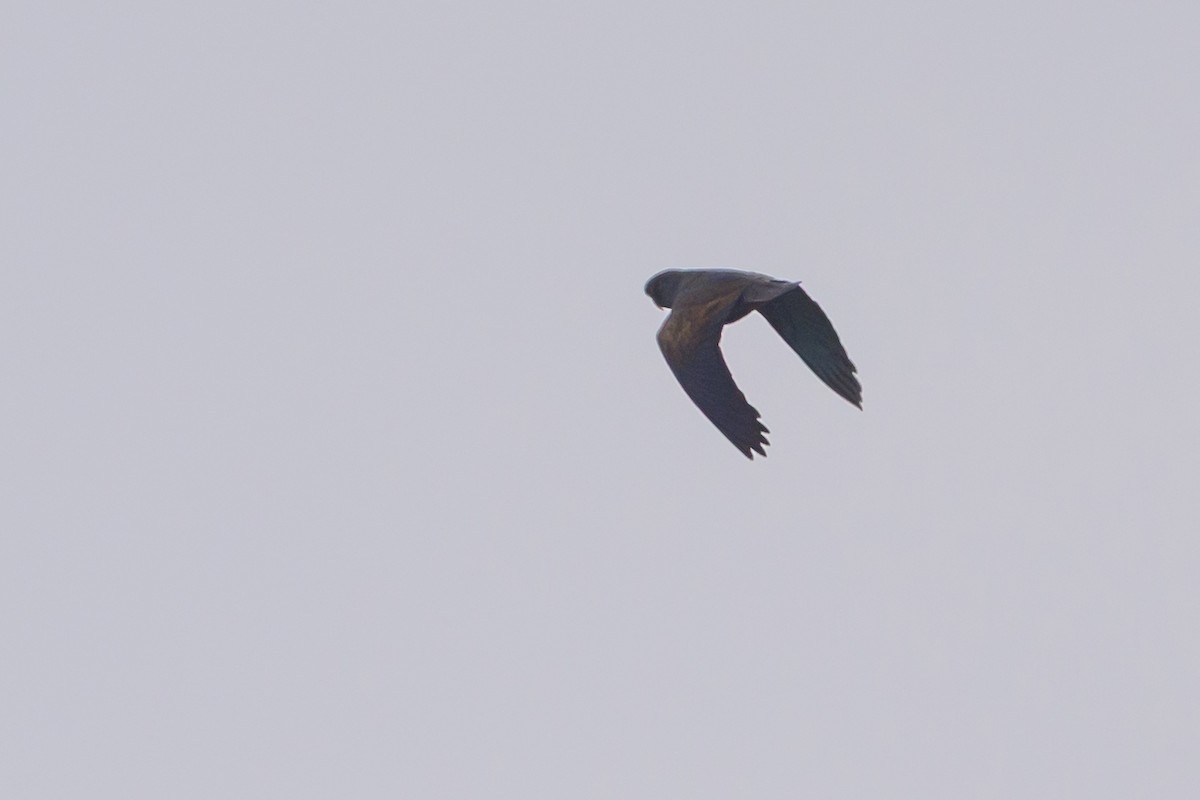Bronze-winged Parrot - ML638746919