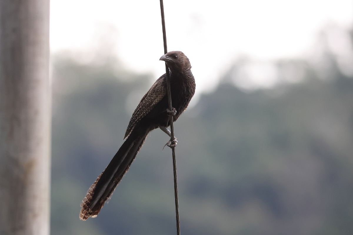 Pheasant Coucal - ML638746966