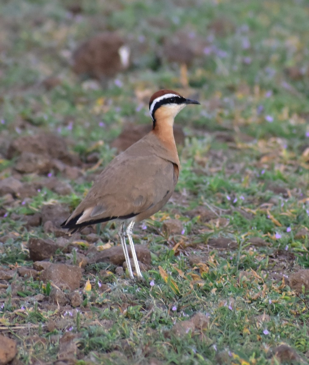 Indian Courser - ML638746972