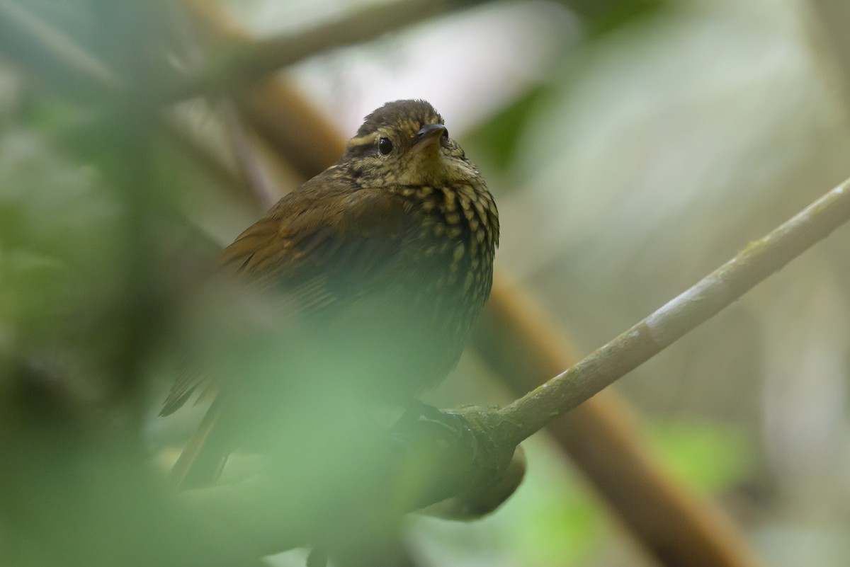 Rusty-winged Barbtail - ML638746979