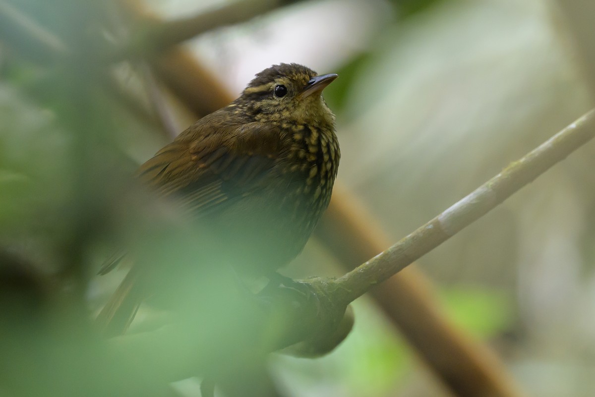 Rusty-winged Barbtail - ML638746981