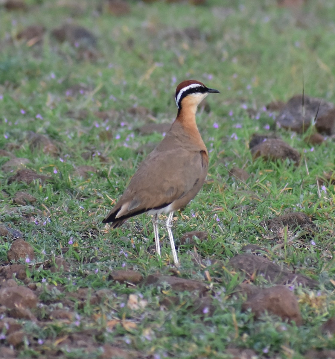 Indian Courser - ML638746982