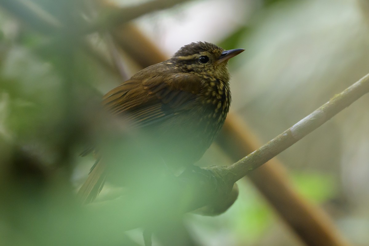 Rusty-winged Barbtail - ML638746984
