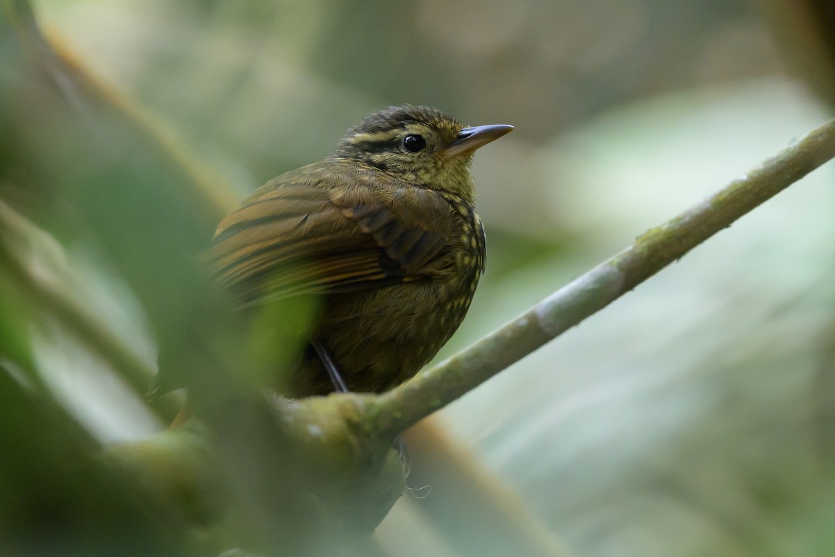 Rusty-winged Barbtail - ML638746986
