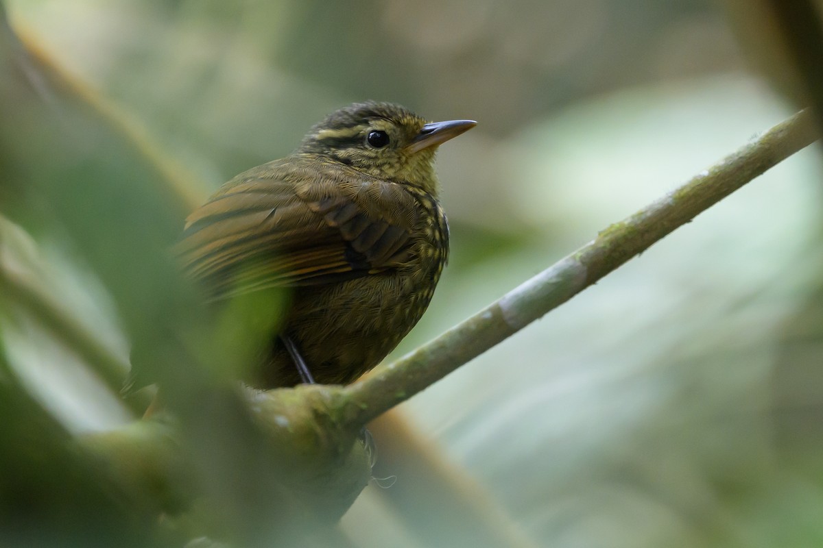 Rusty-winged Barbtail - ML638746987